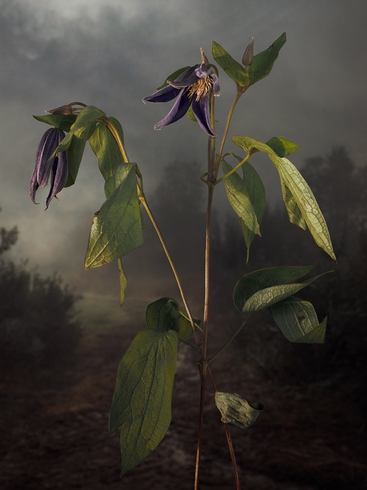 Clematis Integrifolia, 2022