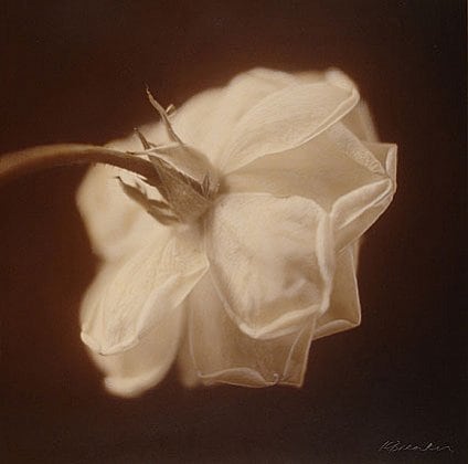 White Rose II, hand-colored gelatin silver print