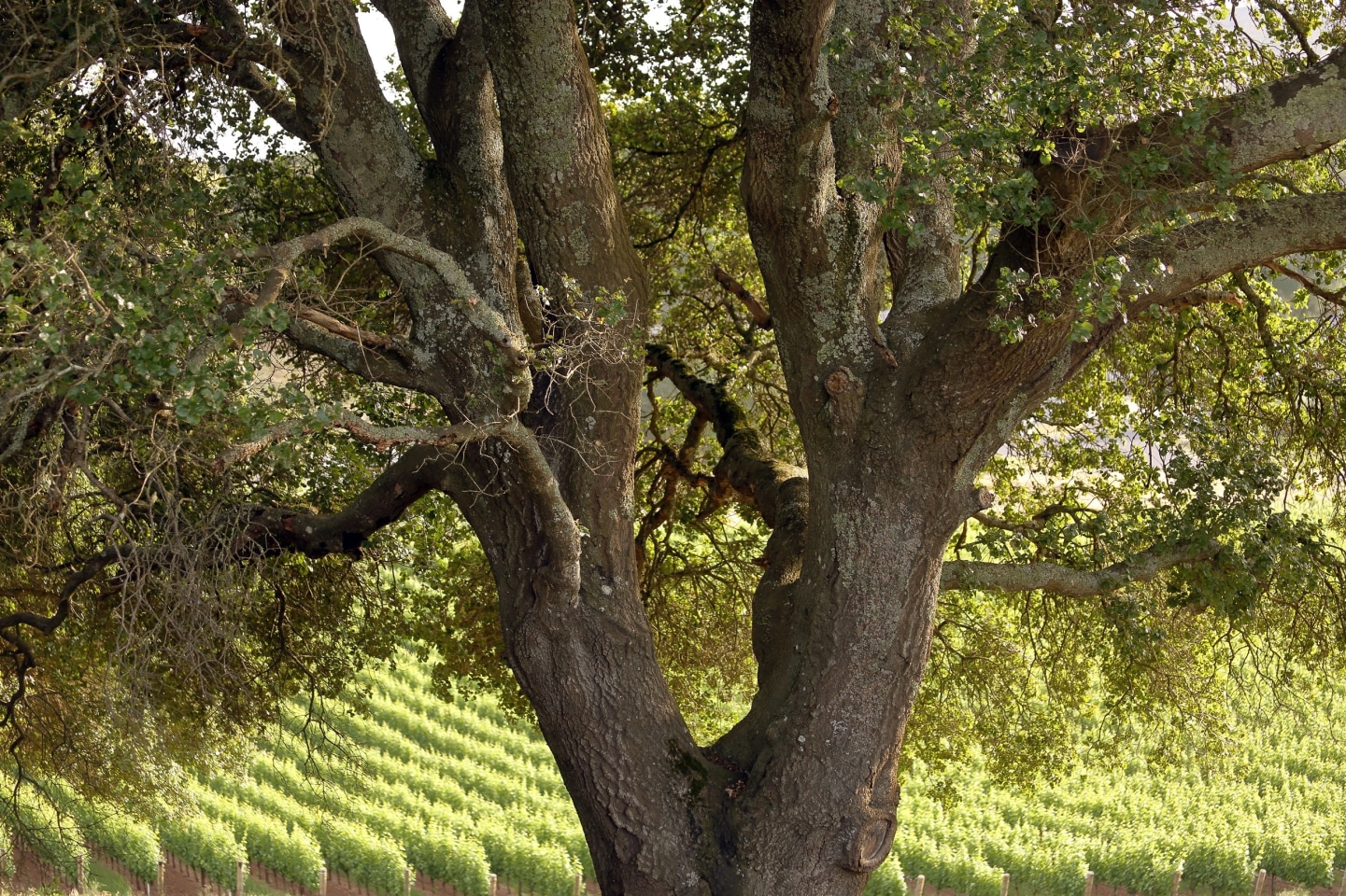 Oak tree in front of vineyard rows