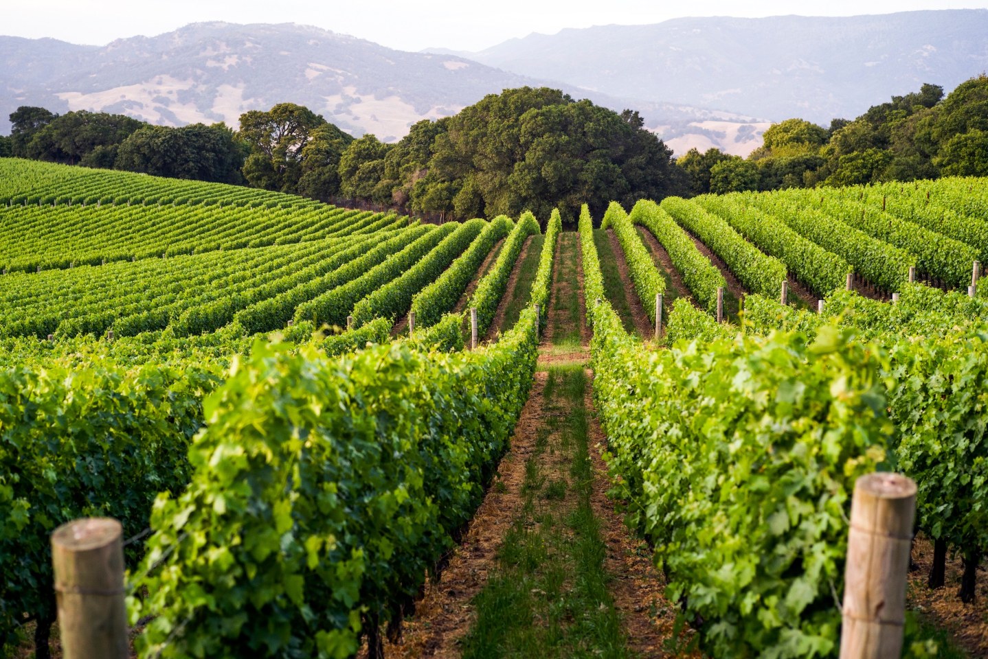 Lush leaves of vineyard rows in summer