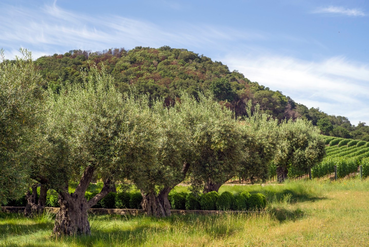 Olive trees and vineyard rows