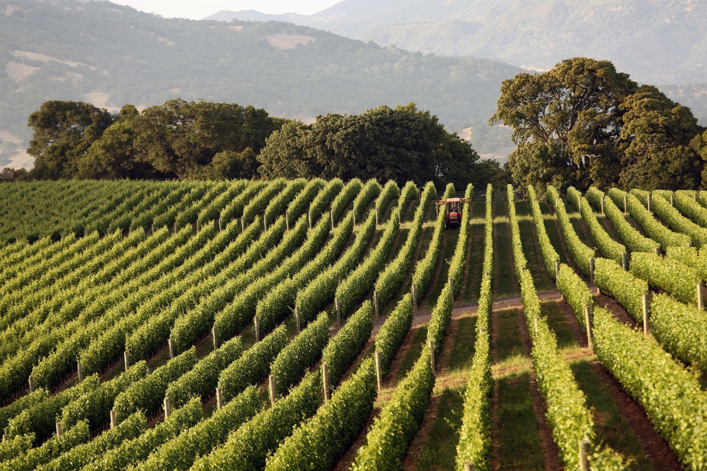 a red vine-cane cutter tractor moves through vineyard rows with mountains in the distance