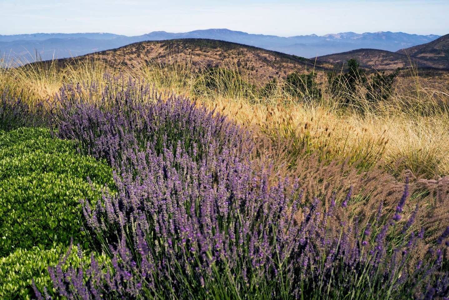 Lavender grows on Kenzo Estate property at high elevation