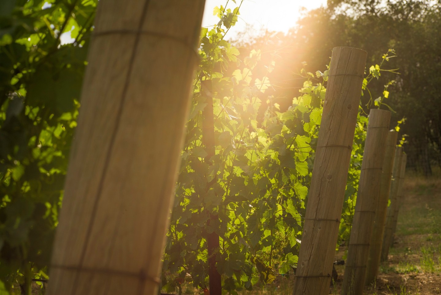 sunlight peeks through vine row