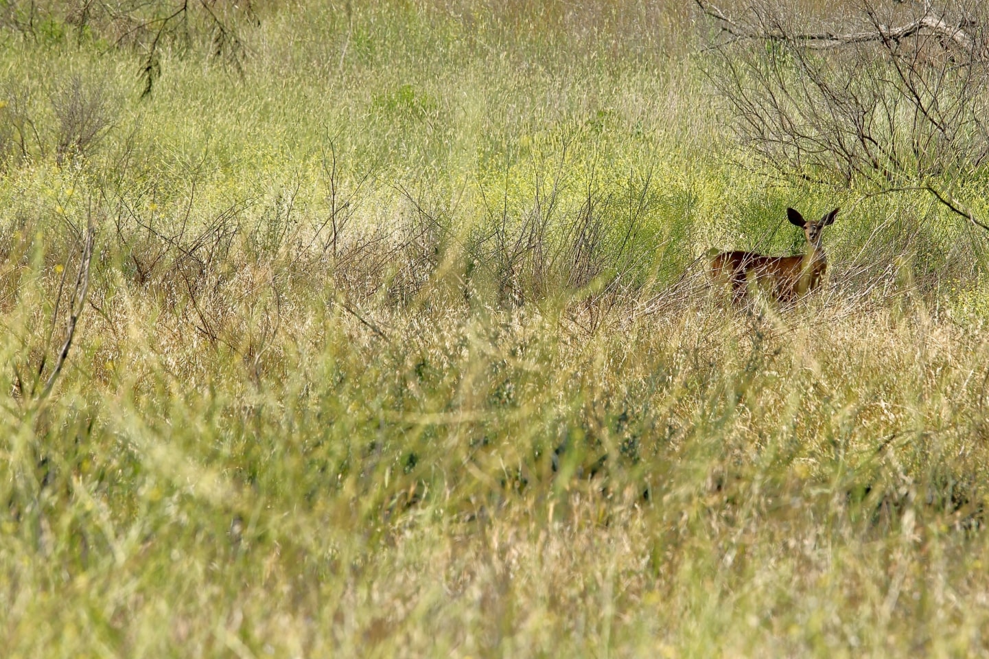 Deer in tall grasses