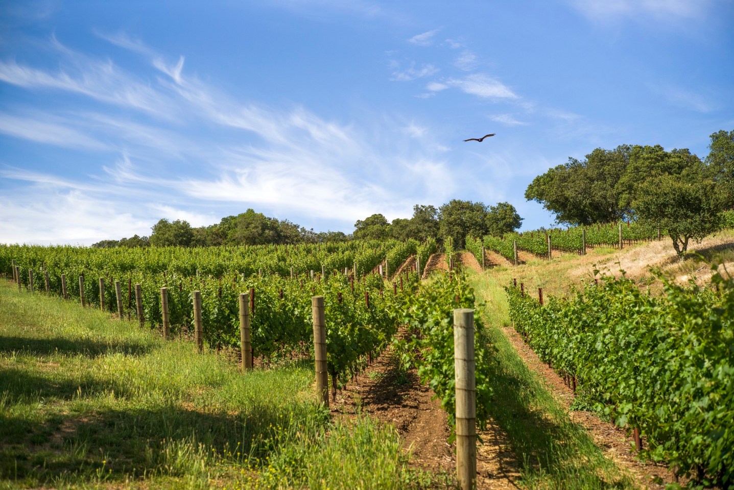 Hawk flies over the vines