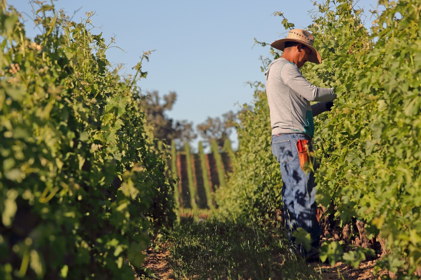 Vineyard worker trims the vines in summer