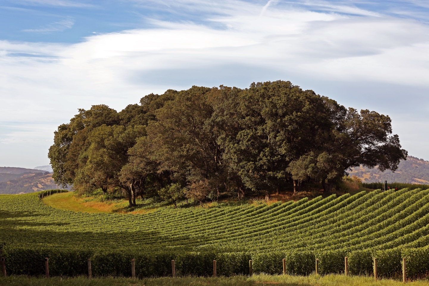stand of oaks is encircled by vineyard rows