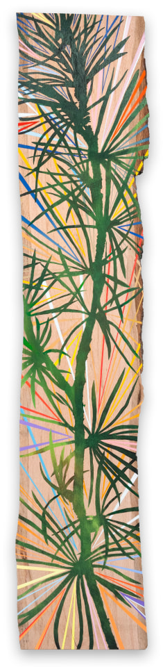 Jason Middlebrook, A Thousand Years and Counting (Larix Decidua), 2021