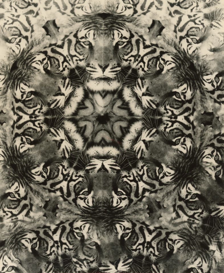 Weegee (Hungarian, 1899 - 1968), Circus Tiger, c. 1950&ndash;1959&nbsp;