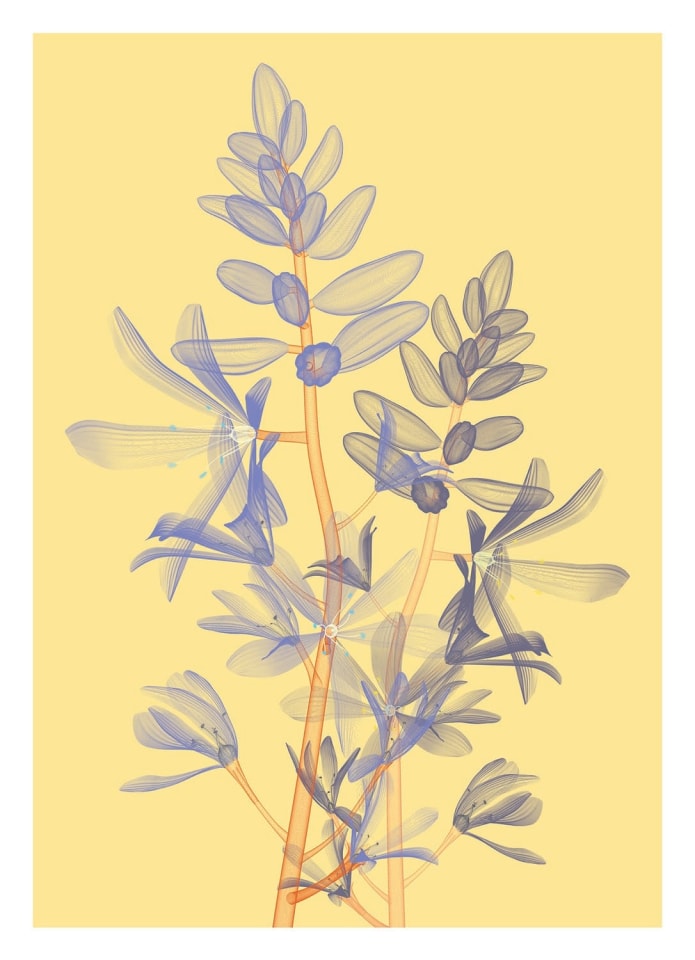 Klamath Basin Flowers Editions