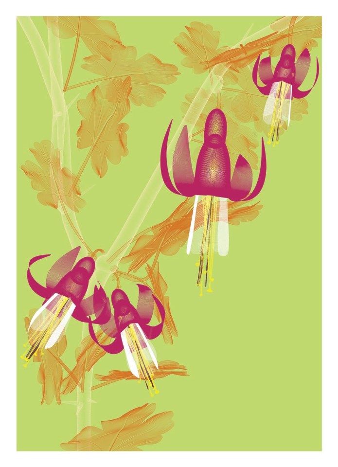 Klamath Basin Flowers Editions
