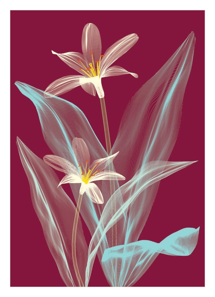Klamath Basin Flowers Editions