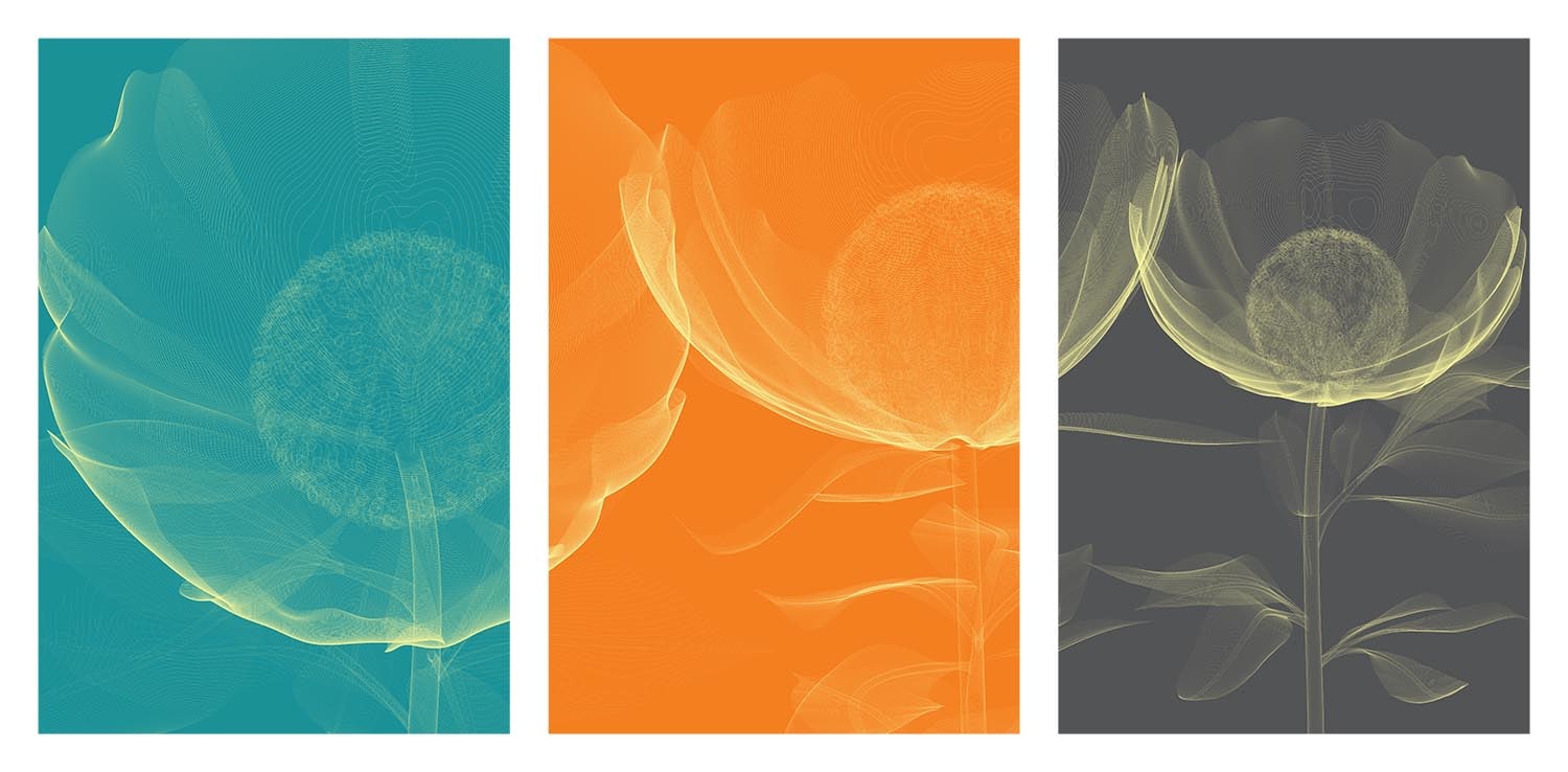 Poppies & Lillies Edition