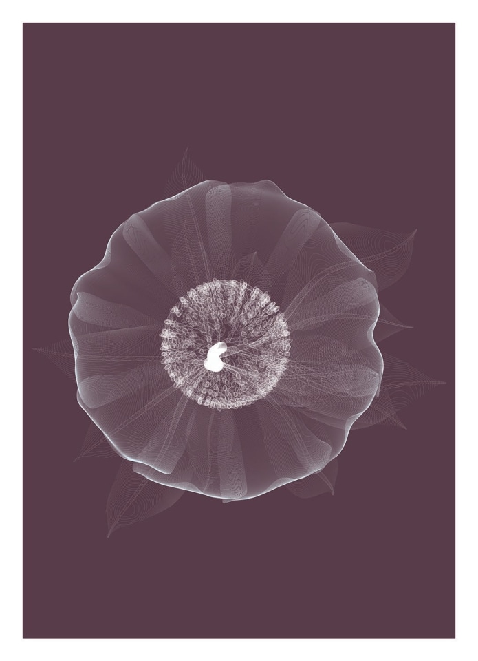 Poppies & Lillies Edition