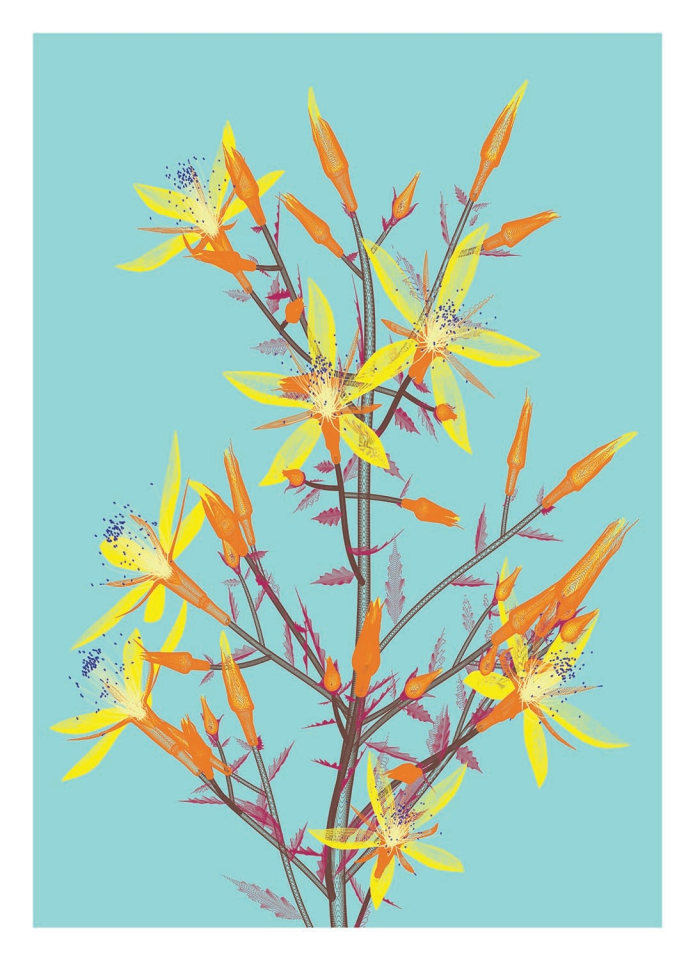 Klamath Basin Flowers Editions