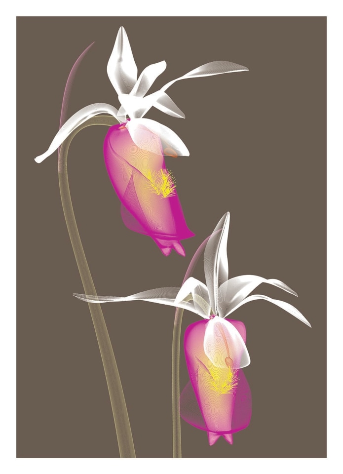 Klamath Basin Flowers Editions