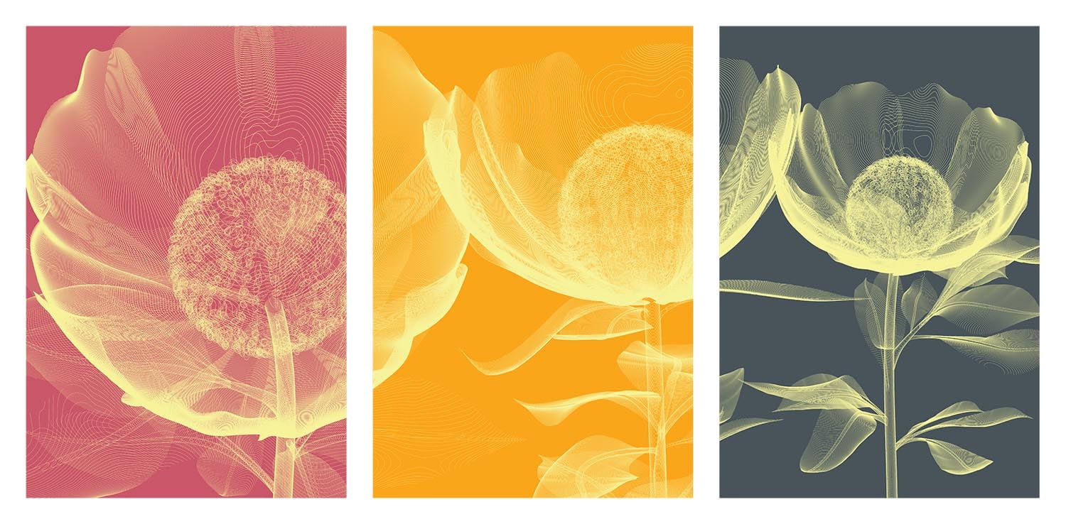 Poppies & Lillies Edition