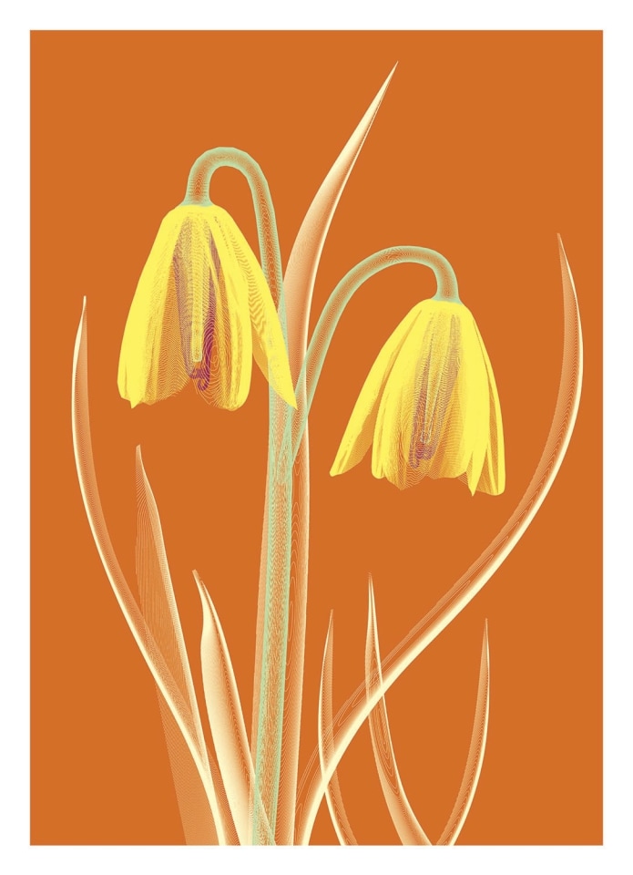 Klamath Basin Flowers Editions