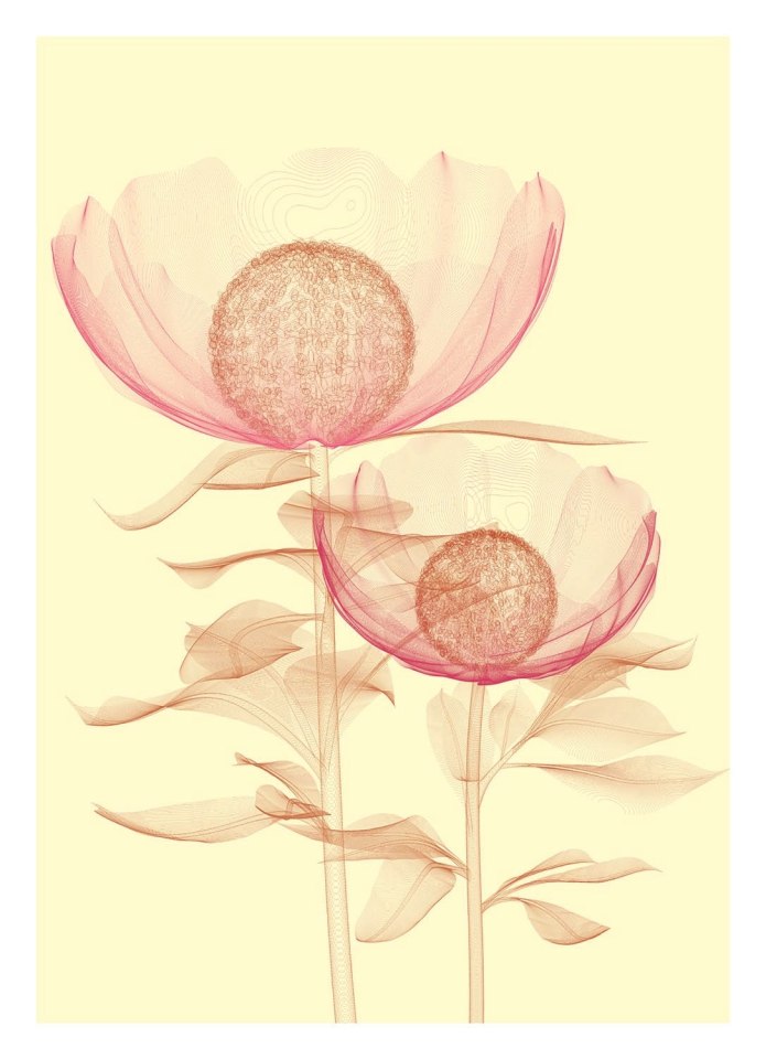Poppies & Lillies Edition