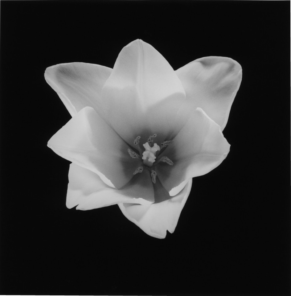 Robert Mapplethore Sean Kelly Gallery