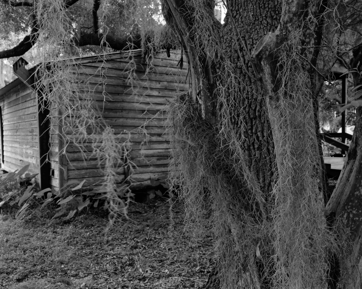 Cabin and Spanish Moss, 2019, gelatin silver print