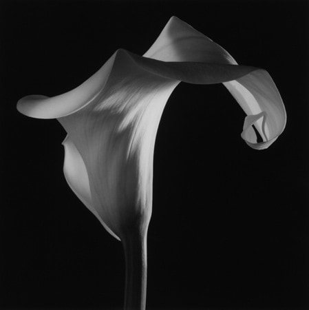 Robert Mapplethorpe Sean Kelly Gallery
