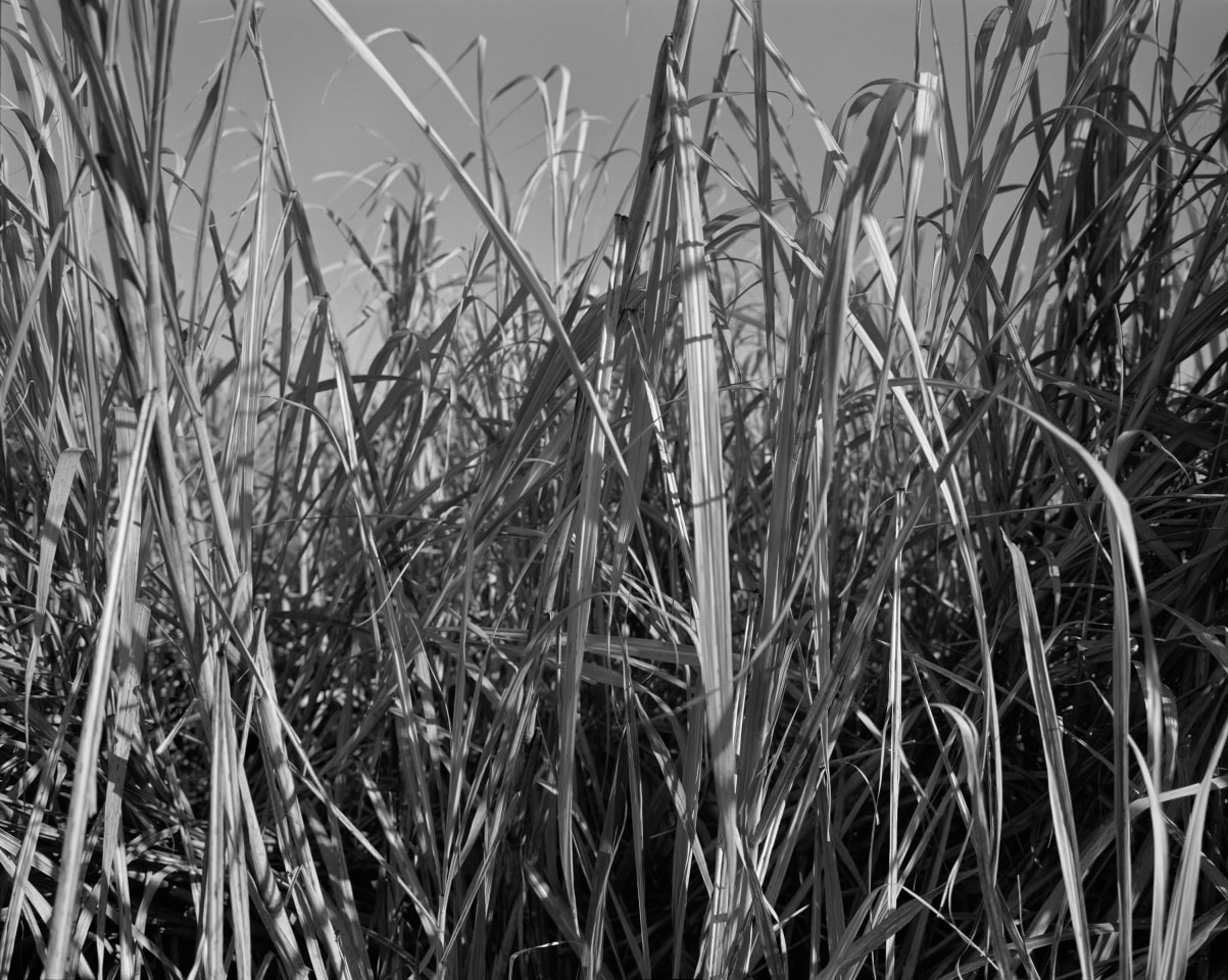 Sugarcane I, 2019