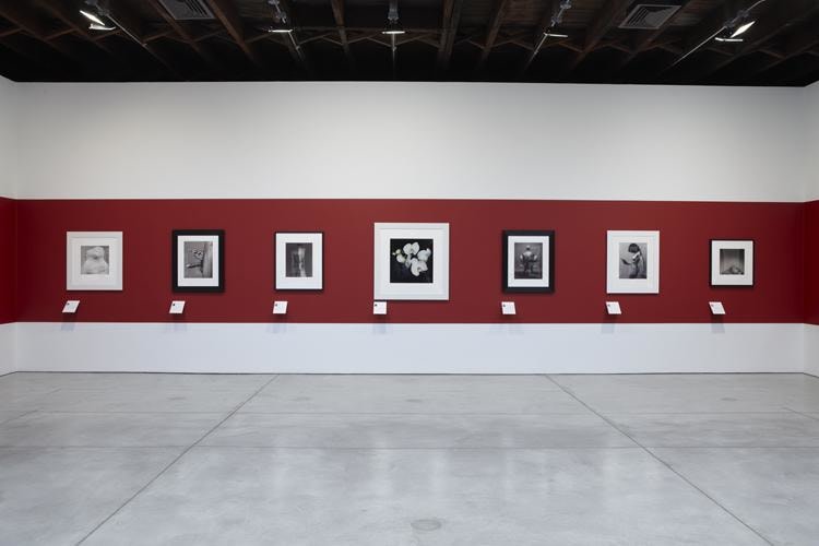 Robert Mapplethorpe Sean Kelly Gallery