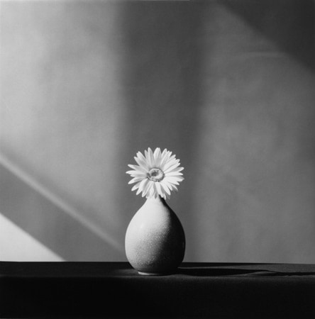 Robert Mapplethorpe Sean Kelly Gallery