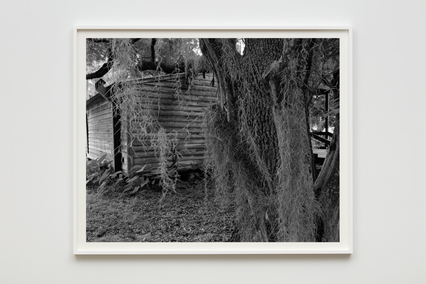 Dawoud Bey Cabin and Spanish Moss, 2019 signed by artist on label, verso gelatin silver print image: 44 x 55 inches (111.8 x 139.7 cm) paper: 48 x 59 inches (121.9 x 149.9 cm) framed: 49 x 60 x 2 inches (124.5 x 152.4 x 5.1 cm) edition of 6 with 2 APs (#2/6) (DB-ITHP.19.02.2)
