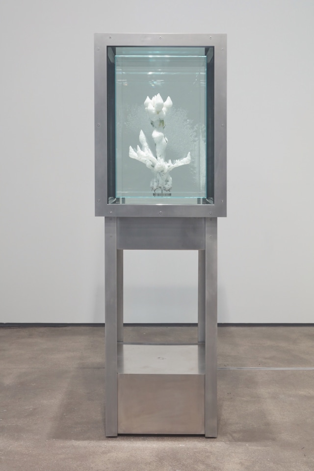 Julian Charriere Sean Kelly Gallery