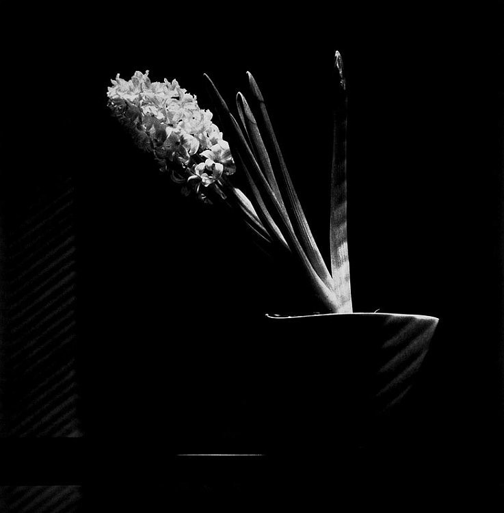 Robert Mapplethorpe Sean Kelly Gallery