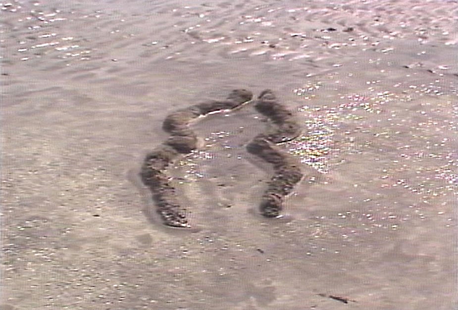 Ana Mendieta Sean Kelly Gallery