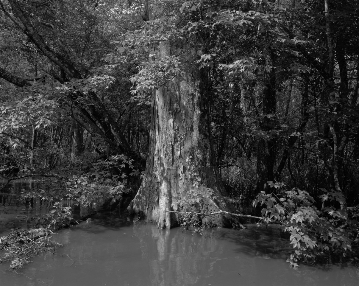 Swamp, 2019 gelatin silver print