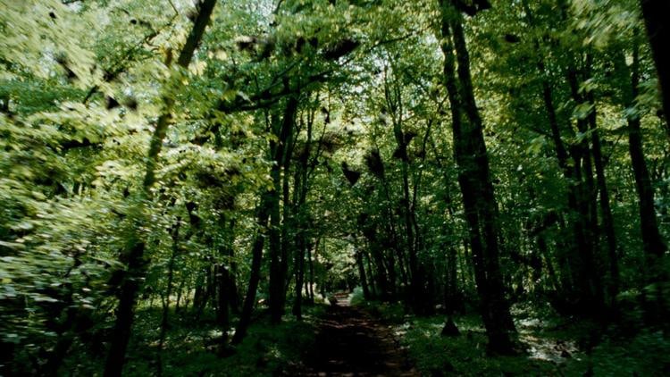 Laurent Grasso Sean Kelly Gallery