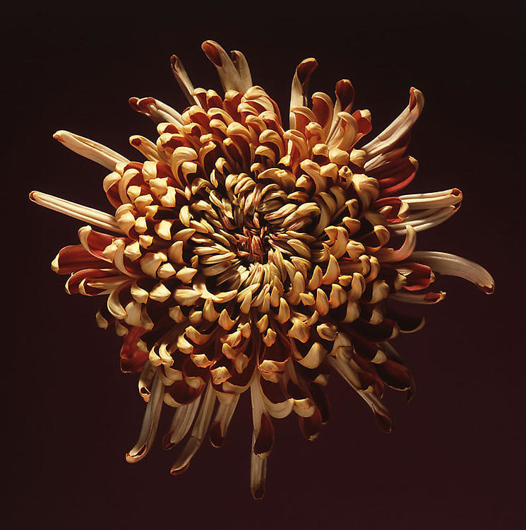 Robert Mapplethorpe Sean Kelly Gallery