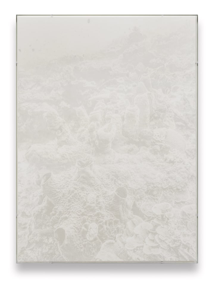 Julian Charri&egrave;re, Veils | Theonella Swinhoe, 2025