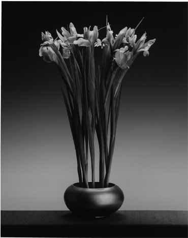 Robert Mapplethorpe Sean Kelly Gallery