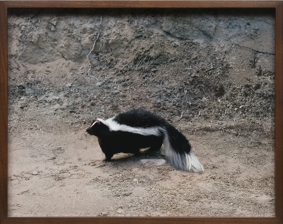 Elad Lassry Skunk, 2009