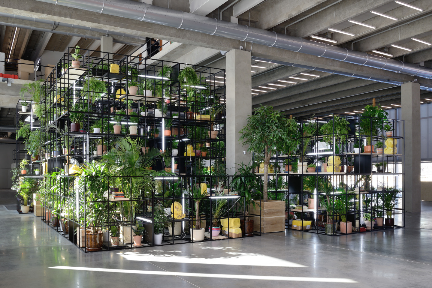 Rashid Johnson