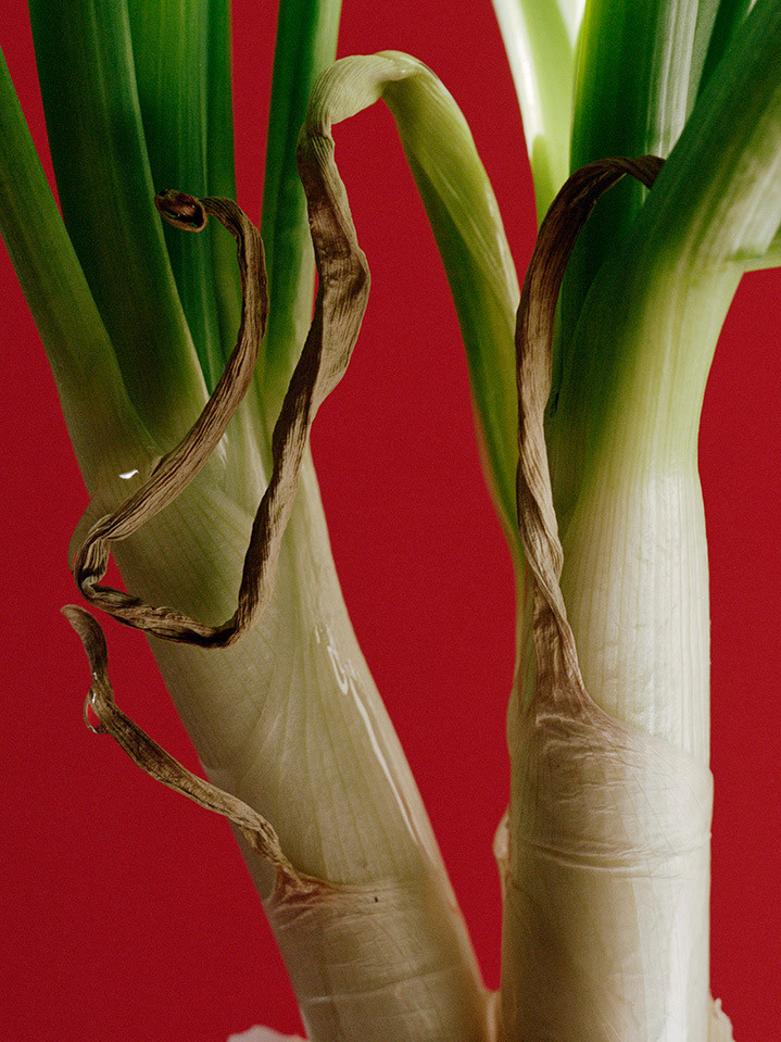 Torbj&oslash;rn R&oslash;dland, Sprouting Onion, 2021