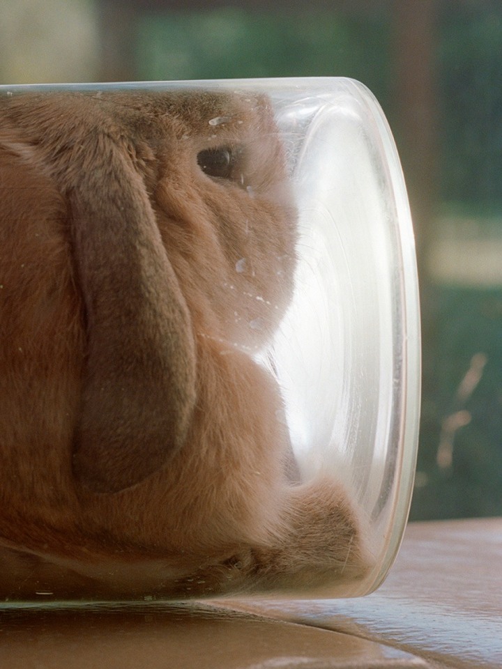 Torbj&oslash;rn R&oslash;dland, Rabbit Hole, 2021