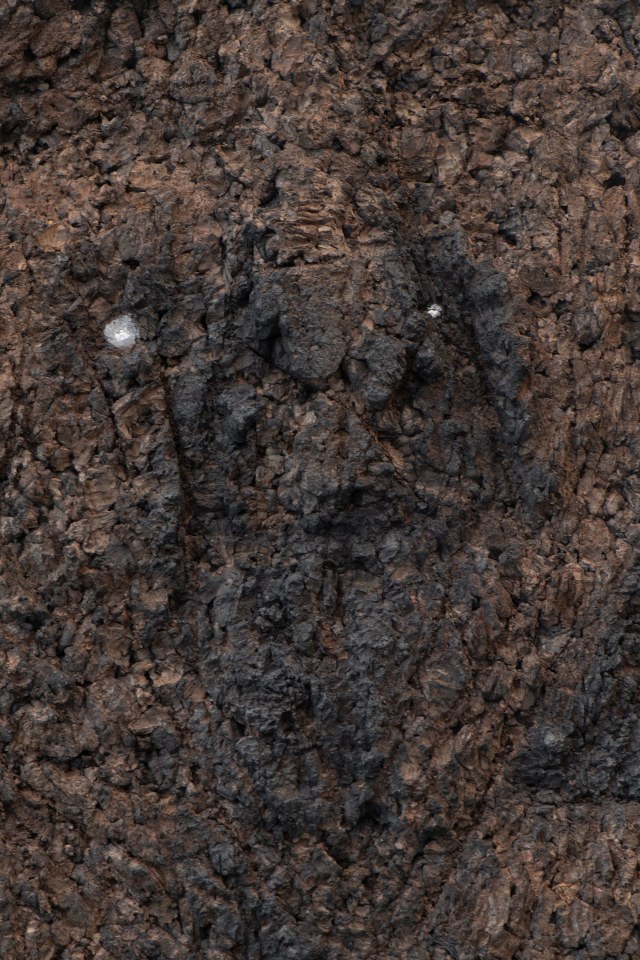 Huma Bhabha, Stars, 2024