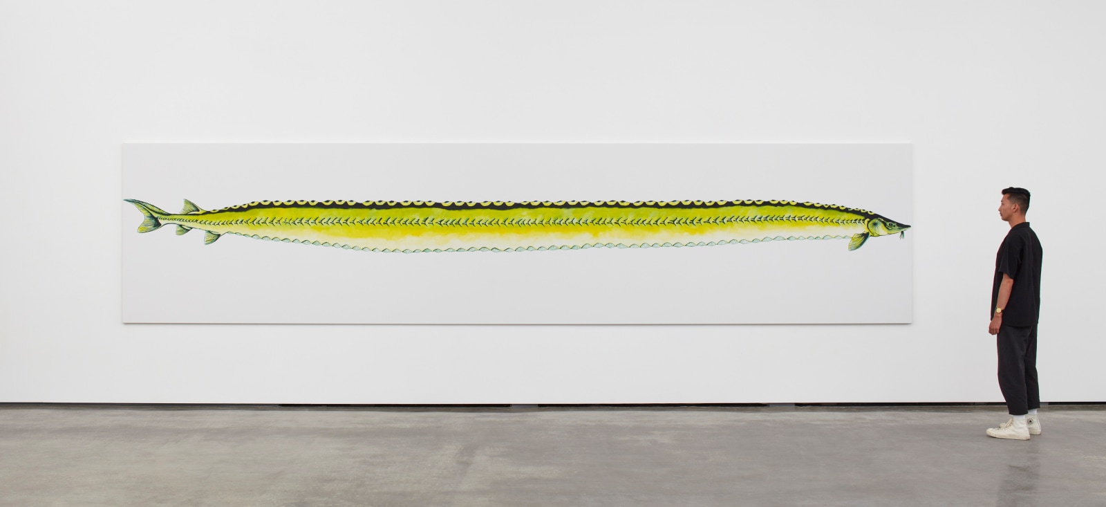 Calvin Marcus Stretch Sturgeon, 2019