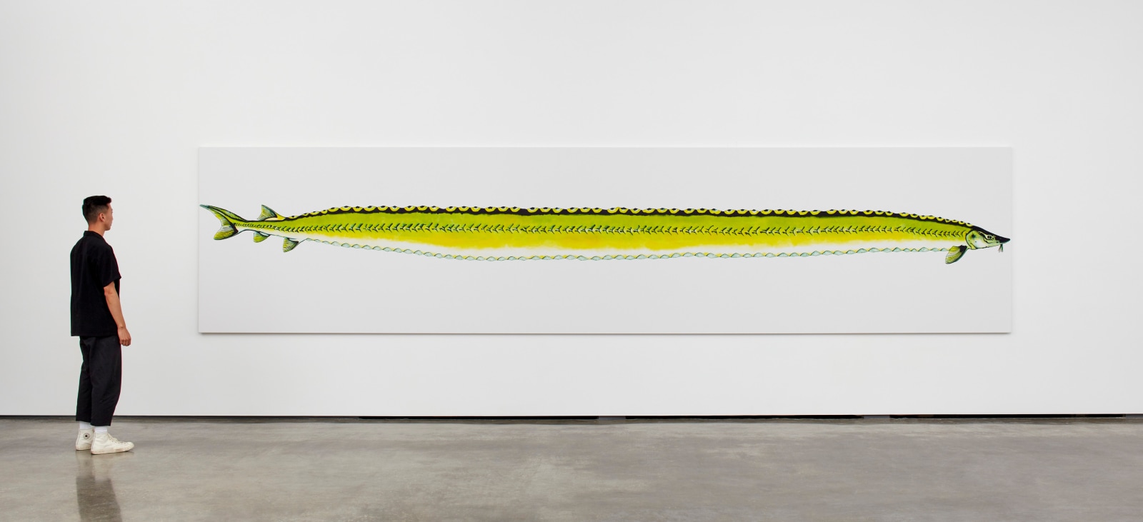 Calvin Marcus Stretch Sturgeon, 2019