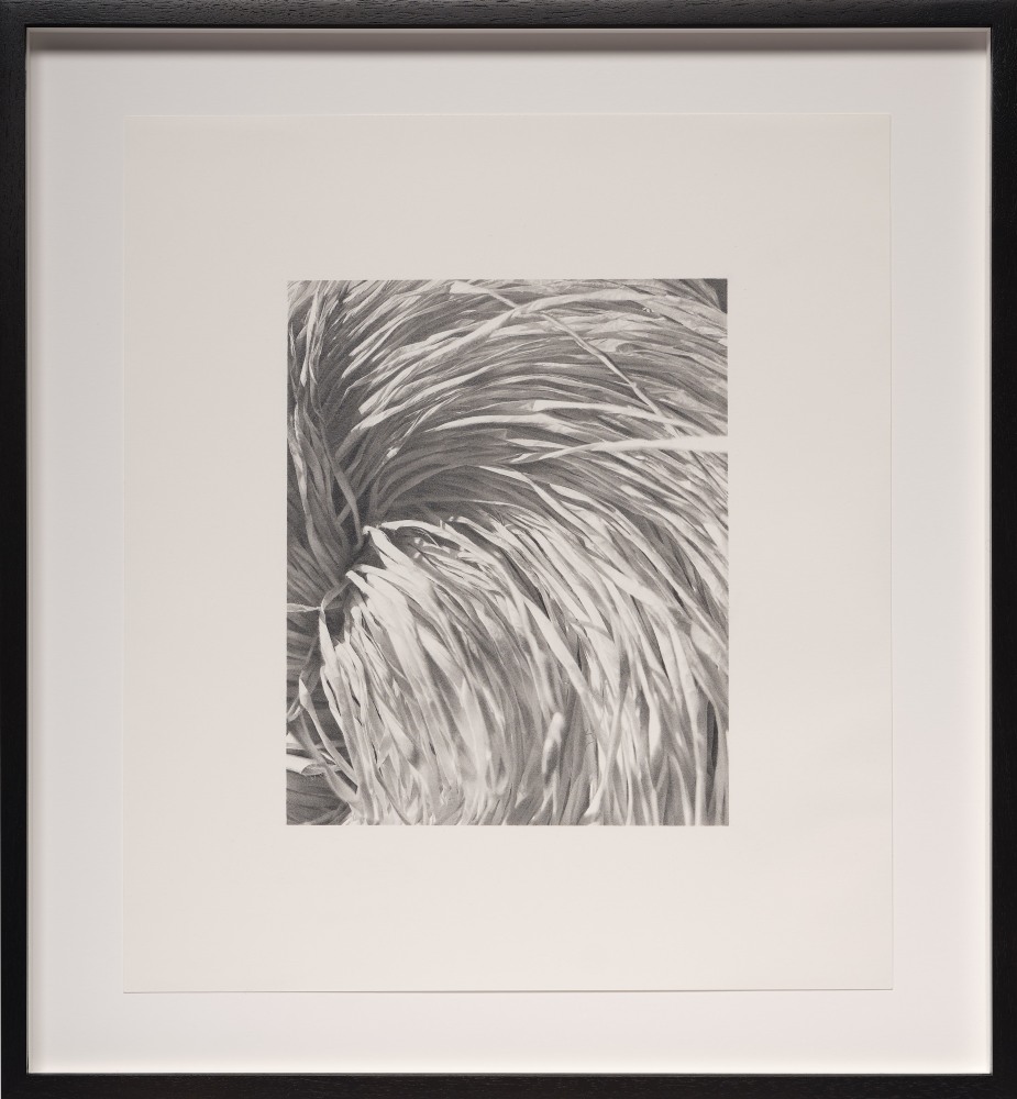Rosana Castrillo Diaz 12/28/22, 2022 Graphite on paper Framed Dimensions: 19 7/8 x 18 3/8 x 1 1/2 inches 50.5 x 46.7 x 3.8 cm Paper Dimensions: 16 1/2 x 15 inches 41.9 x 38.1 cm