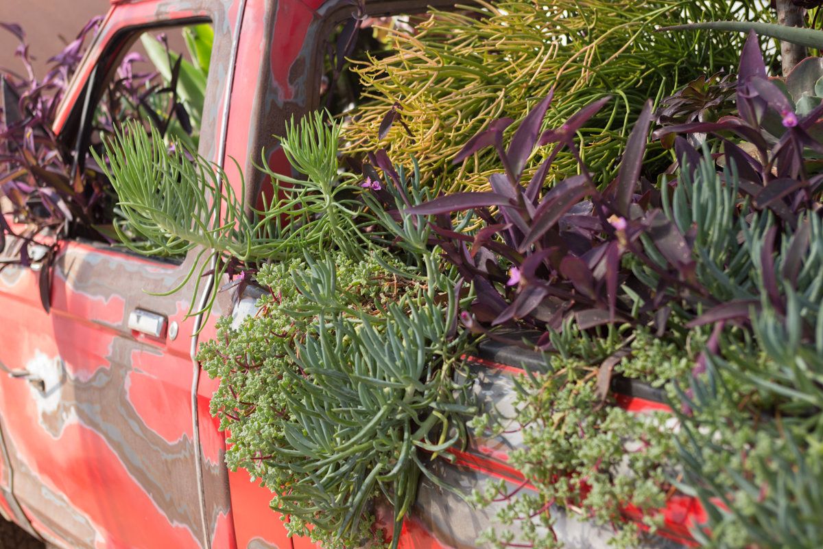 Sam Falls,&amp;nbsp;Untitled (Life in California), 2014

1984 Ford Ranger, soil, succelents,&amp;nbsp;66 x 63 x 191 inches.

Courtesy of the artist and Ballroom Marfa. Photo: Fredrik Nilsen.

&amp;nbsp;

INQUIRE