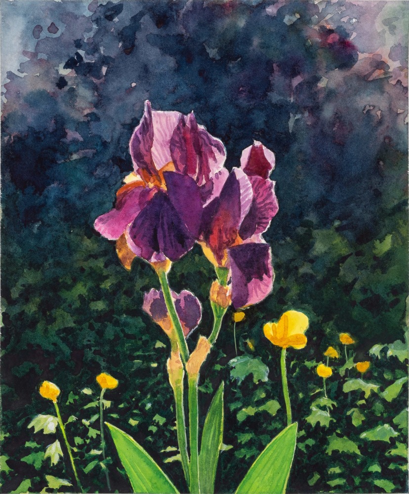 TIM GARDNER
Iris
2022
Watercolor on paper
8 7/8 x 7 1/2 inches (22.5 x 19.1 cm)
18 1/2 x 16 3/4 x 1 1/2 inches (47 x 42.5 x 3.8 cm) Framed
Signed, dated verso
TG 638
$16,000