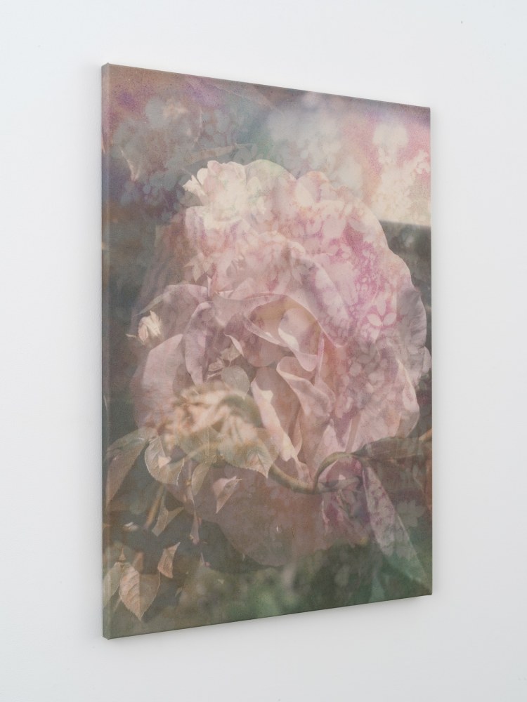Sam Falls

Roses (Departure)

2021

Pigment on archival inkjet print on canvas

42 x 31 inches (106.7 x 78.7 cm)

SFA 427
